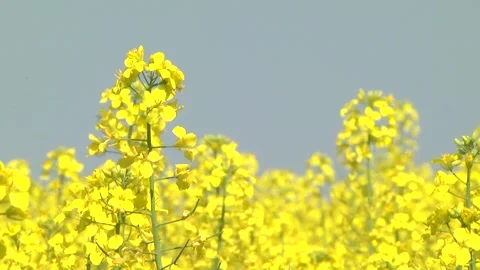 Rapeseed flowers on a field in spring Stock Footage 154165667