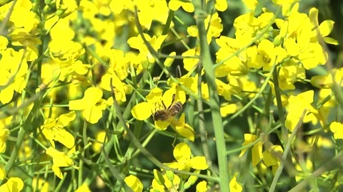 Rapeseed flowers on a field in spring Stock Footage 154165670