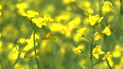 Rapeseed flowers on a field in spring Stock Footage 154165674