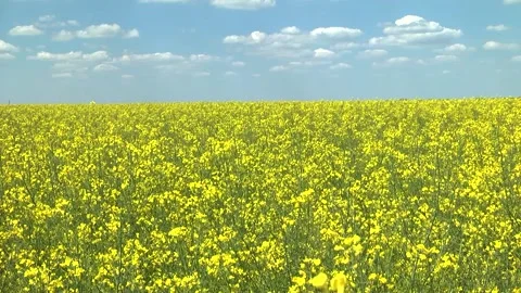 Rapeseed flowers on a field in spring Stock Footage 154165691