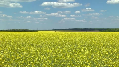 Rapeseed flowers on a field in spring Stock Footage 154165694