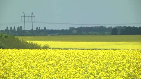 Rapeseed flowers on a field in spring Stock Footage 154165695