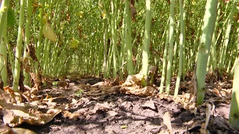 Rapeseed flowers on a field in spring Stock Footage 154165696