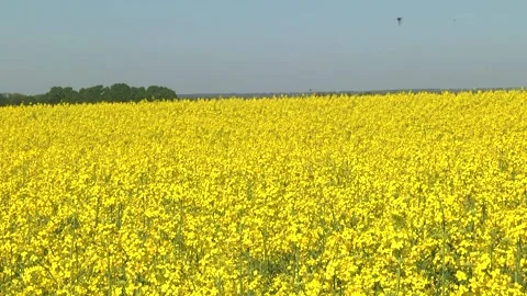 Rapeseed flowers on a field in spring Stock Footage 154165698