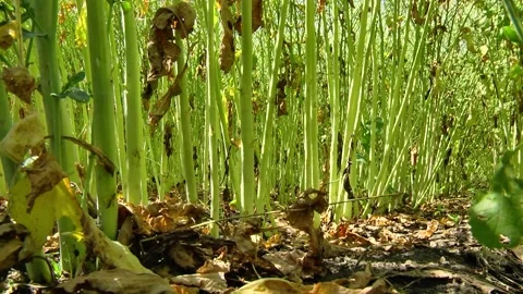 Rapeseed flowers on a field in spring Stock Footage 154165705