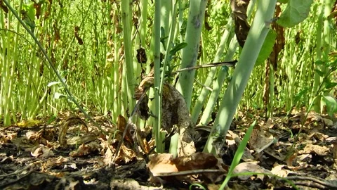 Rapeseed flowers on a field in spring Stock Footage 154165707