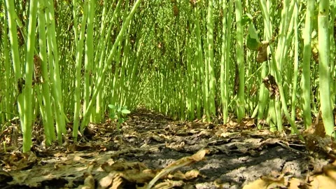 Rapeseed flowers on a field in spring Stock Footage 154165708