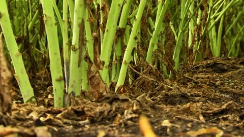 Rapeseed flowers on a field in spring Stock-Footage 154165710