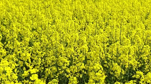 Rapeseed flowers fill the frame in a close view of the blooming crop. Vídeo Stock 342747692