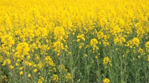 Rapeseed flowers Vidéo 11023309