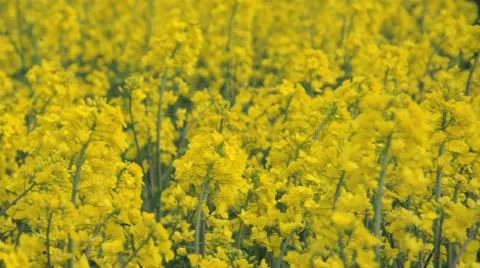 Rapeseed flowers Stock Footage 11023310