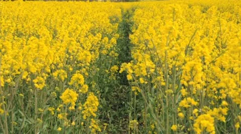 Rapeseed flowers Stock Footage 11023311