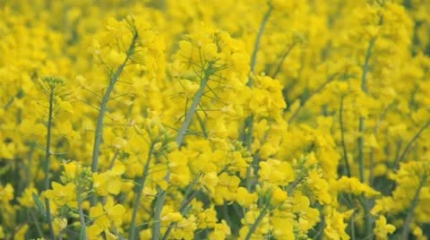 Rapeseed flowers Vidéo 11023312