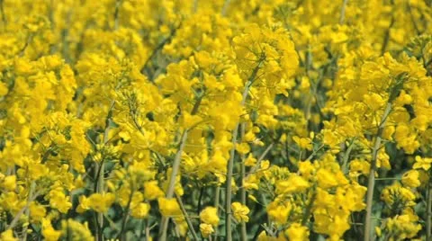 Rapeseed flowers Stock Footage