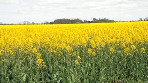 Rapeseed flowers Stock Footage