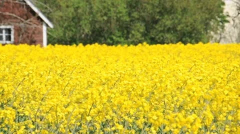 Rapeseed flowers Stock Footage 11023353