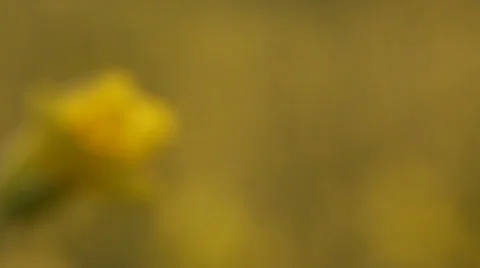 Rapeseed Flowers Stock Footage 23105136