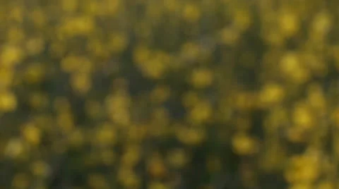 Rapeseed Flowers Stock Footage 23105143