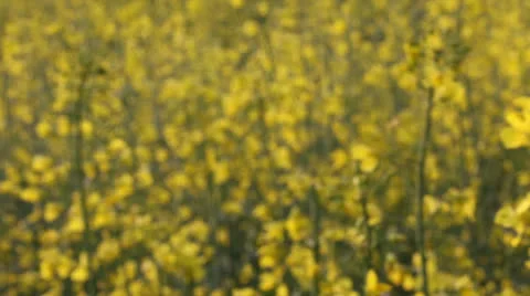 Rapeseed Flowers 库存影片 23105154