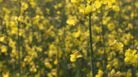 Rapeseed Flowers Stock Footage 23105158