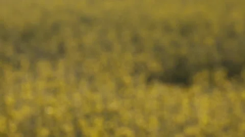 Rapeseed Flowers Stock Footage 23113965