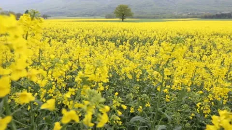 Rapeseed Flowers 库存影片 23168249