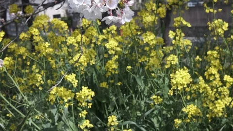 Rapeseed Flowers Stock-Footage 105940339