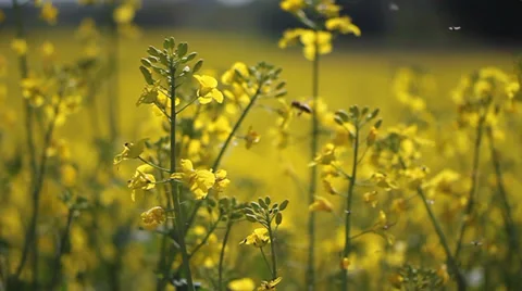 Rapeseed flowers  with insect Stock Footage 39565791