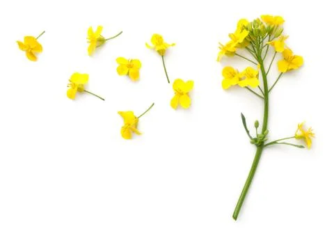 Rapeseed Flowers Isolated on White Background Stock Photos