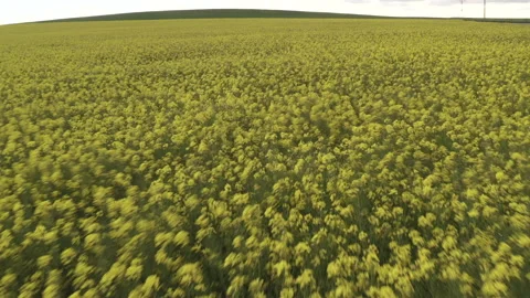 Rapeseed flowers moving in the wind in a crop field Stock Footage 152739745