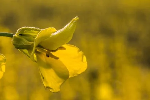 Rapeseed Flowers Stock Photos