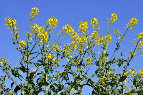 Rapeseed flowers Stock Photos