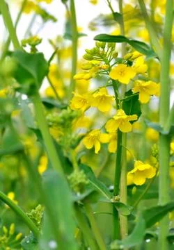 Rapeseed flowers Stock Photos