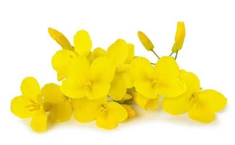 Rapeseed flowers Stock Photos