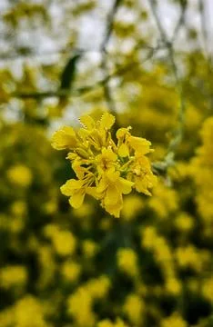Rapeseed flowers 写真素材