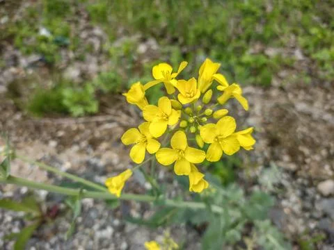 Rapeseed flowers in the spring in Maramures county, Romania Фото