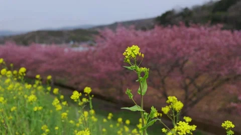 Rapeseed flowers swaying in the wind Stock Footage 330064398