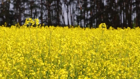 Rapeseed flowers swinging from the wind Stock Footage 244476148