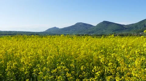 Rapeseed flowers - tilt up Stock Footage 62426659