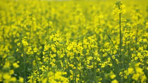 Rapeseed flowers waving on wind Stock Footage 35930654
