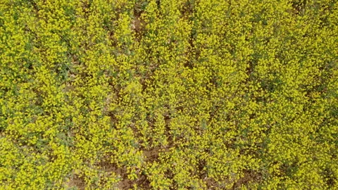 Rapeseed Flowers  in the Wind - Overhead Shot While Gaining Altitude Stock Footage 130690155