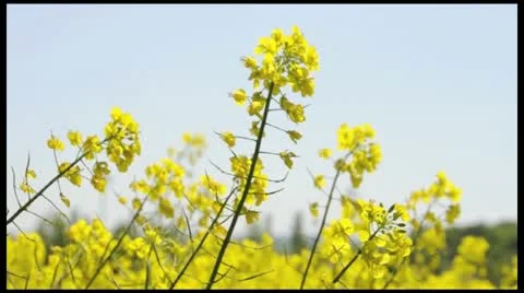 Rapeseed flowers1 Stock Footage 11114855