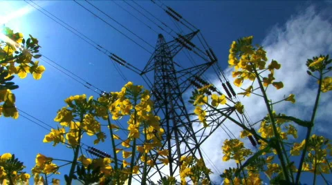 Rapeseed Stock Footage 375412