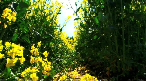 Rapeseed Stock Footage 375420