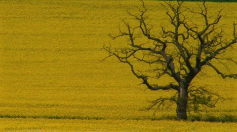 Rapeseed Stock Footage 375423