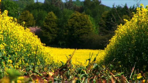 Rapeseed Stock Footage 375578