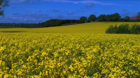 Rapeseed Stock Footage 375579