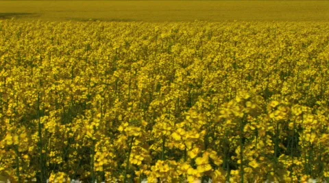 Rapeseed Stock Footage 375626