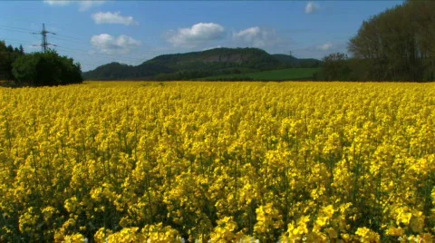 Rapeseed Stock Footage 375864