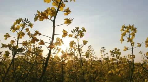 Rapeseed Stock Footage